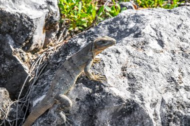 Iguana kertenkele kertenkele kertenkele kertenkele kertenkele kaya zemin üzerinde Playa del Carmen Quintana Roo Meksika 'da tropikal doğa.