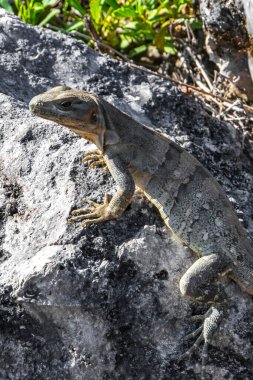 Iguana kertenkele kertenkele kertenkele kertenkele kertenkele kaya zemin üzerinde Playa del Carmen Quintana Roo Meksika 'da tropikal doğa.