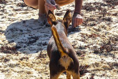 Meksikalı sevimli, sevimli, kahverengi Rus oyuncak teriyer köpeği Playa del Carmen Quintana Roo Meksika 'daki Sargazo Seagrass plajında küçük bir sopayla oynamak istiyor..