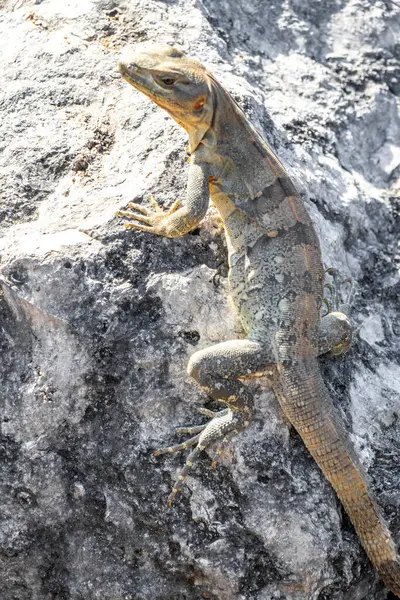 Iguana lizard gecko reptile animal on rock stone ground in tropical nature in Playa del Carmen Quintana Roo Mexico.