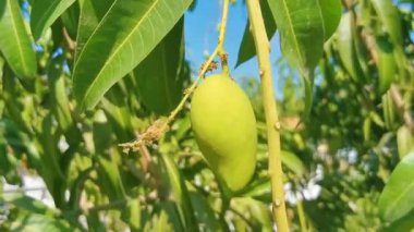 Yeşil ve sarı mangolar olgunlaşır ve Meksika 'nın Zicatela Eserto Escondido Oaxaca bölgesindeki tropikal doğada mango ağacına tutunurlar..