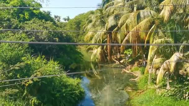 Green Beautiful Tropical River Freshwater Lagoon Zicatela Puerto Escondido Oaxaca — Vídeo de stock