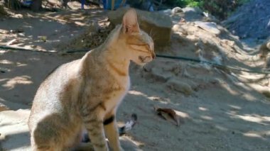 Zicatela Puerto Escondido Oaxaca Meksika 'da özgür doğada yaşayan sevimli sokak kedisi..