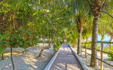 Tahta patika patika yolu ve Karayipler sahilinde çit ve Playa del Carmen Quintana Roo Meksika 'da palmiye ağaçları ile tropikal doğa.