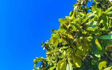 Zicatela Puerto Escondido Oaxaca Meksika 'da tropikal ağaçta fındık tohumu yaprakları Terminalia catappa deniz almon.