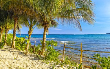 Tahta patika patika yolu ve Karayipler sahilinde çit ve Playa del Carmen Quintana Roo Meksika 'da palmiye ağaçları ile tropikal doğa.