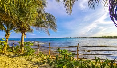Tahta patika patika yolu ve Karayipler sahilinde çit ve Playa del Carmen Quintana Roo Meksika 'da palmiye ağaçları ile tropikal doğa.