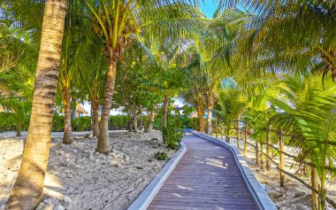 Tahta patika patika yolu ve Karayipler sahilinde çit ve Playa del Carmen Quintana Roo Meksika 'da palmiye ağaçları ile tropikal doğa.