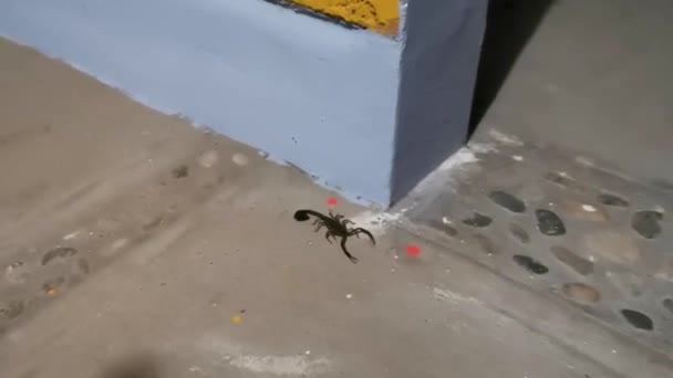 Czarny Skorpion Tarasie Balkonowym Robić Zicatela Puerto Escondido Oaxaca Meksyk — Wideo stockowe