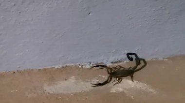 Balkon terasında kara akrep. Zicatela Puerto Escondido Oaxaca Meksika 'da ne yapmalıyım?.