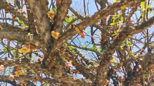 Árvore Com Flor Tronco Tropical Com Céu Azul Zicatela Puerto — Vídeo de Stock