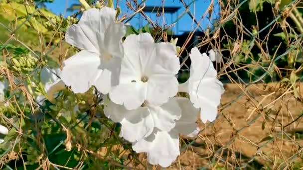 Białe Tropikalne Kwiaty Egzotyczne Kwitnienie Zewnątrz Zicatela Puerto Escondido Oaxaca — Wideo stockowe