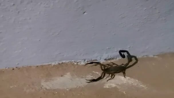在墨西哥埃斯科蒂多 瓦哈卡港的Zicatela阳台阳台上的黑蝎子该怎么办 — 图库视频影像