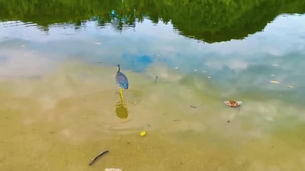 Stor Tricolor Heron Egret Promenader Runt Tropiska Träsk Flod Sjö — Stockvideo