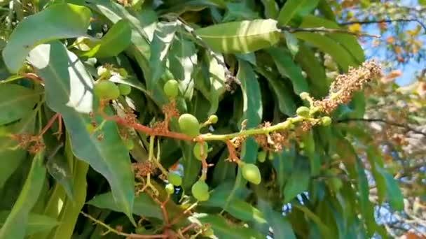 Zielone Żółte Mango Dojrzewają Wiszą Drzewie Mango Tropikalnej Przyrodzie Zicatela — Wideo stockowe