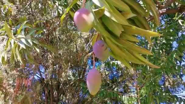 Mangues Vertes Jaunes Mûrissent Pendent Sur Manguier Dans Nature Tropicale — Video