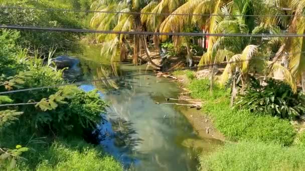 Green Beautiful Tropical River Freshwater Lagoon Zicatela Puerto Escondido Oaxaca — Stockvideo
