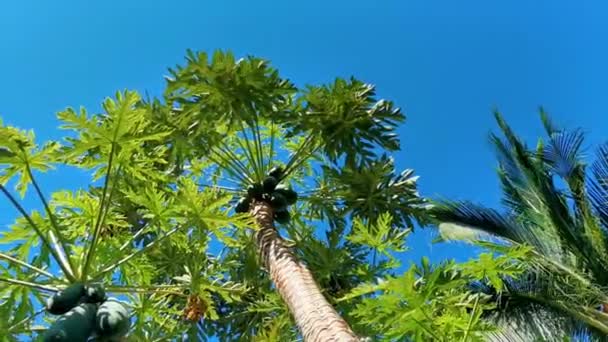 Zicatela Puerto Escondido墨西哥热带地区美丽的木瓜树 — 图库视频影像