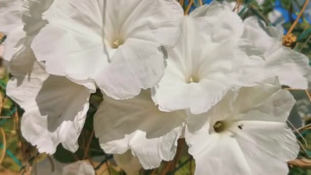 Λευκά Τροπικά Εξωτικά Λουλούδια Και Ανθοφορία Υπαίθρια Στο Zicatela Puerto — Αρχείο Βίντεο