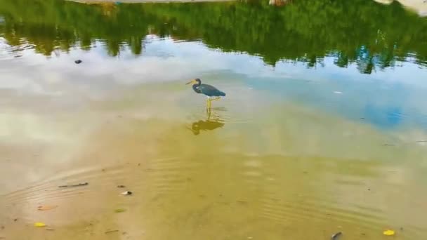 Grande Garça Tricolor Caminhando Torno Pântano Tropical Rio Lago Natureza — Vídeo de Stock