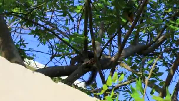 Meksykańska Szara Wiewiórka Drzewie Playa Del Carmen Quintana Roo Meksyk — Wideo stockowe