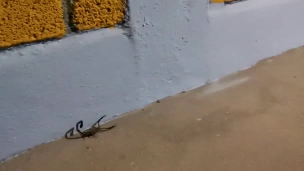 Černý Škorpión Balkónové Terase Bych Měl Dělat Zicatela Puerto Escondido — Stock video