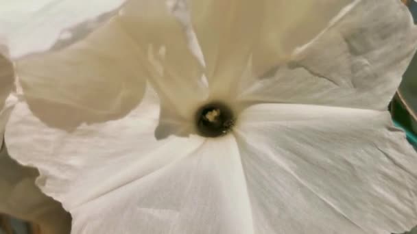 Witte Tropische Exotische Bloemen Bloeiende Buiten Zicatela Puerto Escondido Oaxaca — Stockvideo