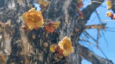Ağacın gövdesinde çiçek Zicatela Puerto Escondido Oaxaca Meksika 'da mavi gökyüzü ile tropikal.