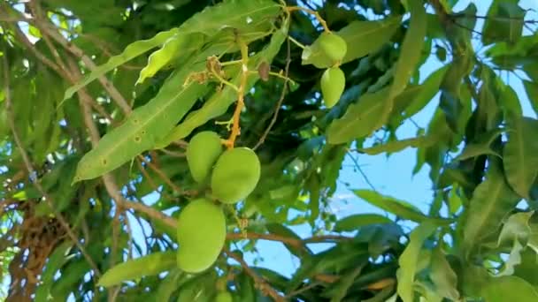 Zielone Żółte Mango Dojrzewają Wiszą Drzewie Mango Tropikalnej Przyrodzie Zicatela — Wideo stockowe
