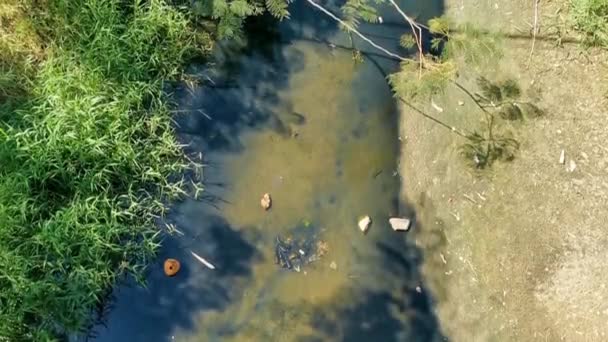 Green Beautiful Tropical River Freshwater Lagoon Zicatela Puerto Escondido Oaxaca — Stok Video