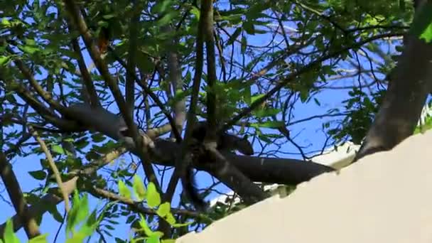 墨西哥卡门 金塔纳罗奥平原树上的墨西哥灰松鼠 — 图库视频影像