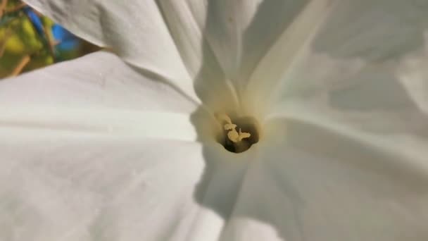 Fehér Trópusi Egzotikus Virágok Virágzó Szabadban Zicatela Puerto Escondido Oaxaca — Stock videók