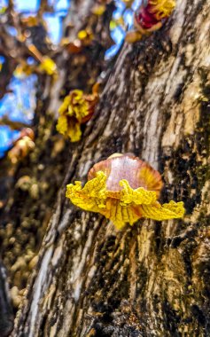 Ağacın gövdesinde çiçek Zicatela Puerto Escondido Oaxaca Meksika 'da mavi gökyüzü ile tropikal.