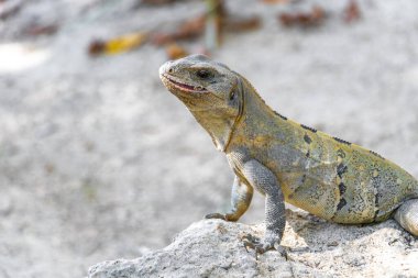 Iguana kertenkele kertenkele kertenkele kertenkele kertenkele kaya zemin üzerinde Playa del Carmen Quintana Roo Meksika 'da tropikal doğa.