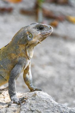 Iguana kertenkele kertenkele kertenkele kertenkele kertenkele kaya zemin üzerinde Playa del Carmen Quintana Roo Meksika 'da tropikal doğa.