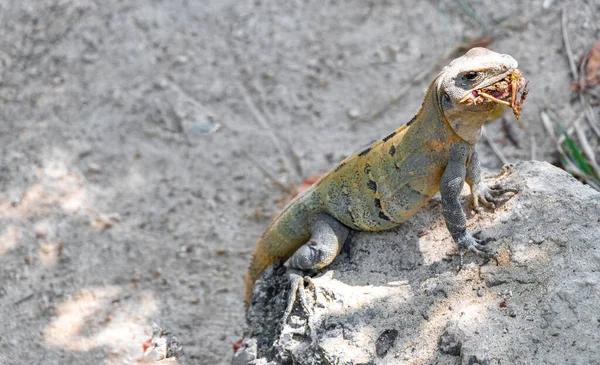 Iguana lizard gecko reptile animal on rock stone ground in tropical nature in Playa del Carmen Quintana Roo Mexico.