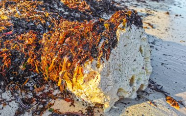 Stones rocks and corals with seagrass seaweed sargazo in turquoise green and blue water on the beach in Playa del Carmen Quintana Roo Mexico.