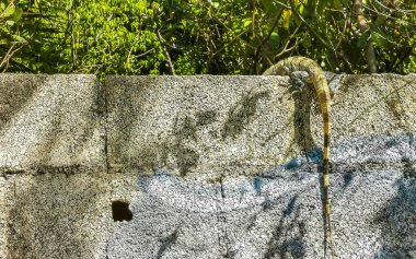 Meksika iguanası Playa del Carmen Quintana Roo Mexico 'da tropikal doğada bir duvar kayasında yatar..