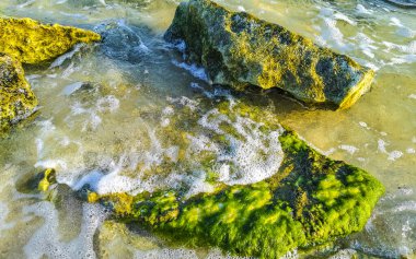 Playa del Carmen Quintana Roo Meksika sahilindeki turkuaz yeşil ve mavi sularda kayalar ve mercanlar..