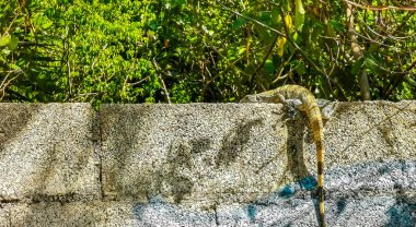 Meksika iguanası Playa del Carmen Quintana Roo Mexico 'da tropikal doğada bir duvar kayasında yatar..