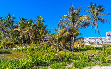 Tulum Quintana Roo Meksika 04. Haziran 2023 Antik Tulum, Tulum Meksika 'daki tropikal doğal orman palmiyeleri manzarasında tapınak kalıntıları ve sanat eserleriyle Maya bölgesini harap etti..