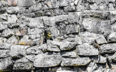 Huge Iguana gecko animal on rocks at the ancient Tulum ruins Mayan site with temple ruins pyramids and artifacts in the tropical natural jungle forest palm and seascape panorama view in Tulum Mexico.