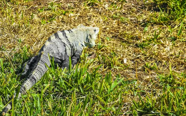 Antik Tulum 'daki çimlerin üzerindeki dev Iguana kertenkele hayvanı Tulum Meksika' daki tropik doğal orman palmiyesi ve deniz manzarasında tapınak kalıntıları ve eserlerle Maya bölgesini harabeye çeviriyor..