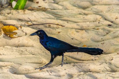 Büyük kuyruklu Grackle Quiscalus Quiscalus erkek kuş dişi kuş Playa del Carmen Quintana Roo Meksika 'da tropik Meksika kumsalında yürüyor..