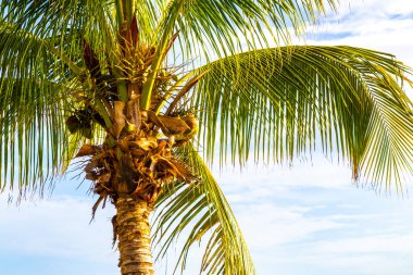 Playa del Carmen Quintana Roo Meksika 'da Hindistan cevizi ve mavi gökyüzü geçmişi olan tropik doğal Meksika palmiyeleri..