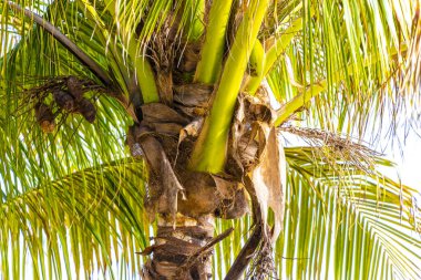 Playa del Carmen Quintana Roo Meksika 'da Hindistan cevizi ve mavi gökyüzü geçmişi olan tropik doğal Meksika palmiyeleri..