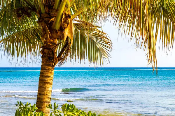 Stock image Tropical natural mexican palms palm tree trees with coconuts and blue sky background in Playa del Carmen Quintana Roo Mexico.