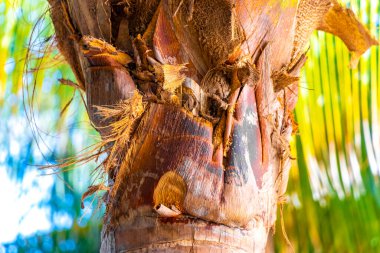 Playa del Carmen Quintana Roo Meksika 'da Hindistan cevizi ve mavi gökyüzü geçmişi olan tropik doğal Meksika palmiyeleri..