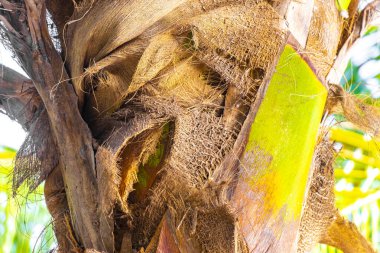 Playa del Carmen Quintana Roo Meksika 'da Hindistan cevizi ve mavi gökyüzü geçmişi olan tropik doğal Meksika palmiyeleri..