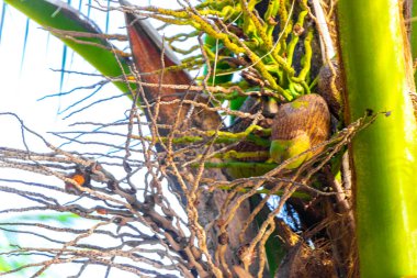 Playa del Carmen Quintana Roo Meksika 'da Hindistan cevizi ve mavi gökyüzü geçmişi olan tropik doğal Meksika palmiyeleri..